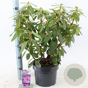 Rhododendron 'Catawb. Grandiflorum' 30-40 cm 5,0L