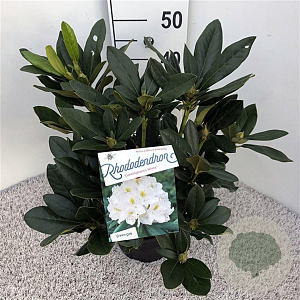 Rhododendron 'Cunningham's White' 30-40 cm 5,0L