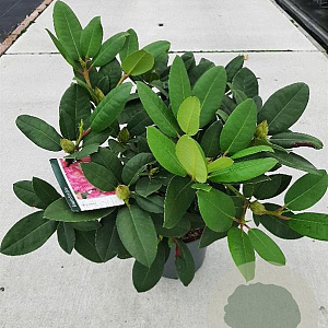Rhododendron 'Germania' 30-40 cm 5,0L