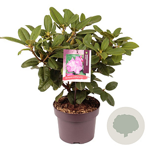 Rhododendron 'Germania' 30-40 cm 5,0L