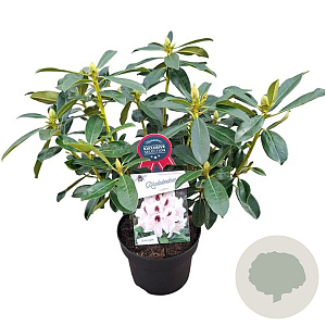 Rhododendron Graffito 30-40 cm 5,0L struik
