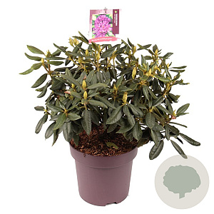 Rhododendron 'Lee's Dark Purple' 50-60 cm 13L