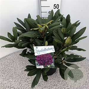 Rhododendron 'Marcel Menard' 30-40 cm 5,0L