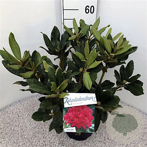 Rhododendron 'Nova Zembla' 30-40 cm 5,0L