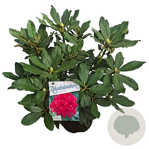 Rhododendron 'Nova Zembla' 30-40 cm 5,0L struik