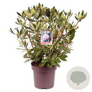 Rhododendron pont. 'Roseum' 50-60 cm 13L