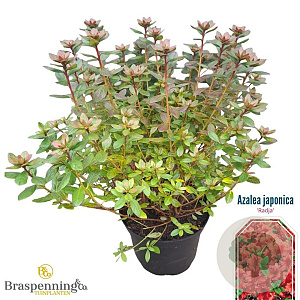 Rhododendron (AJ) 'Radja' 25-30 cm 4,0L