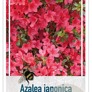 Rhododendron 'Vera Maja' 25-30 cm 4,0L