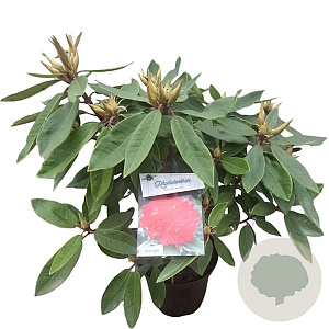Rhododendron 'Vulcan's Flame' 30-40 cm 5,0L struik