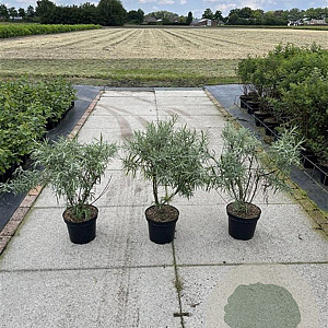 Salix elaeagnos 'Angustifolia' 40-60 cm 7,5L