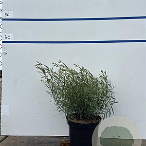 Salix purpurea 'Nana' 60-80 cm 7,5L