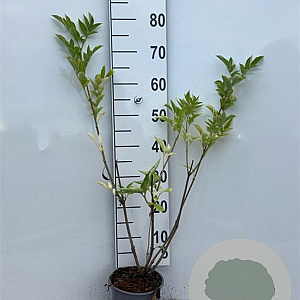 Sambucus nigra 40-60 cm 2,0L