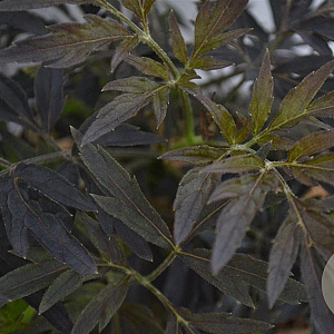 Sambucus nigra Black Lace 30-40 cm 3,0L