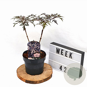 Sambucus nigra Black Lace 30-40 cm 3,0L