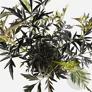 Sambucus nigra Black Lace 40-50 cm 3,0L