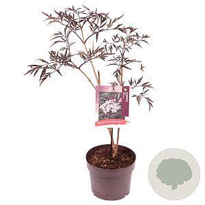 Sambucus nigra Black Lace 40-50 cm 3,0L