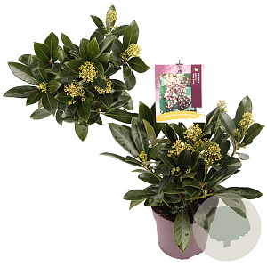 Skimmia j. 'White Bella' GM P13