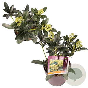 Skimmia j. 'Yuki' GM P13