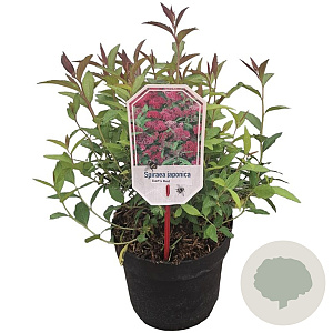 Spiraea bumalda 'Dart's Red' 25-30 cm 3,5L