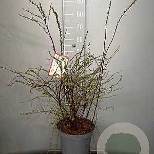 Spiraea cinerea 'Grefsheim' 60-80 cm 7,5L
