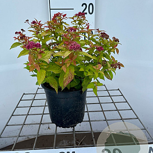 Spiraea jap. 'Goldflame' 30-40 cm C1.3