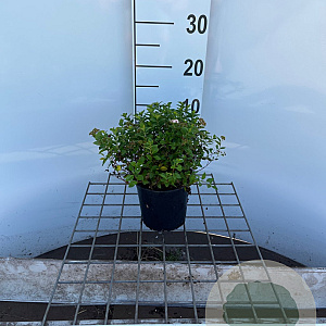 Spiraea jap. 'Little Princess' 20-25 cm C1.3