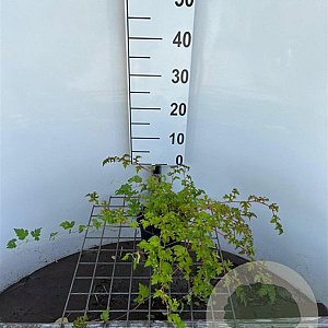 Stephanandra incisa 'Crispa' 40-50 cm C1.3