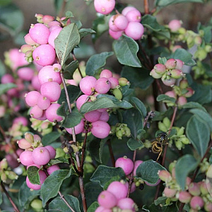 Symphoricarpos Magical Sweet 60-80 cm 10L