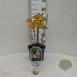 Syringa vulg. 'Schöne von Moskau' 30-40 cm 3,0L