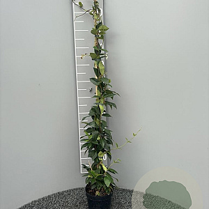 Trachelospermum jasminoides 100-125 cm 2,0L