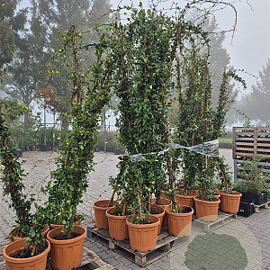 Trachelospermum jasminoides 300 cm 35L