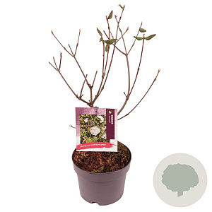 Viburnum burkwoodii 30-40 cm 3,0L