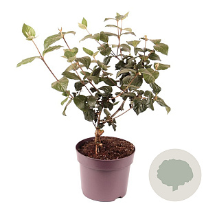 Viburnum carlesii 40-50 cm 7,5L