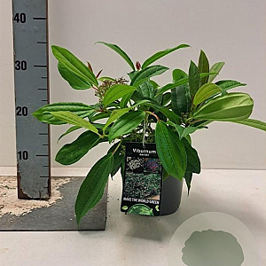 Viburnum davidii 15-20 cm 2,0L