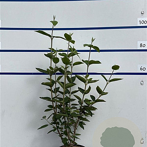 Viburnum lantana 80-100 cm 7,5L