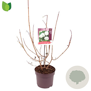 Viburnum opulus 'Roseum' 80 cm 7,5L