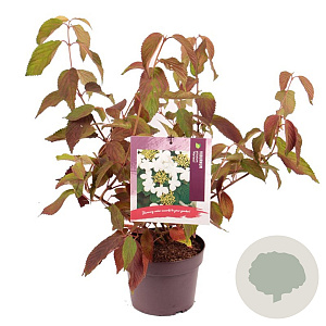 Viburnum plic. 'Mariesii' 30-40 cm 3,0L