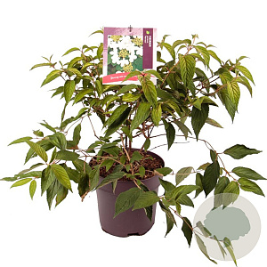 Viburnum plic. 'Mariesii' 40-50 cm 10L