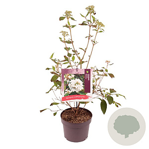 Viburnum plic. 'Watanabe' 30-35 cm 3,0L