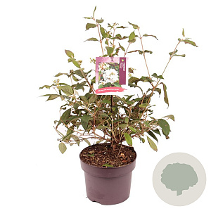 Viburnum plic. 'Watanabe' 30-40 cm 5,0L