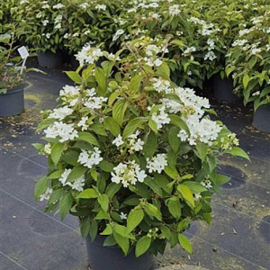 Viburnum plic. 'Watanabe' 50-60 cm 10L