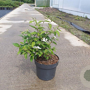 Viburnum plic. 'Watanabe' 50-60 cm 10L