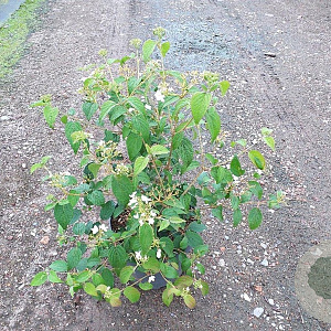 Viburnum plic. 'Watanabe' 50-60 cm 10L