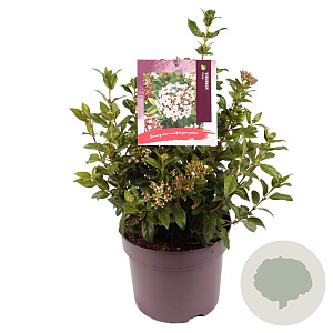 Viburnum tinus 25-30 cm 7,5L