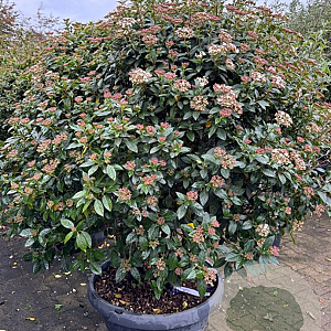 Viburnum tinus 125-150 cm container meerstammig solitair