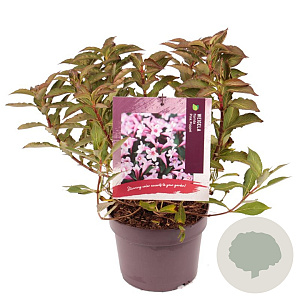 Weigela florida Pink Poppet 20-30 cm 3,0L