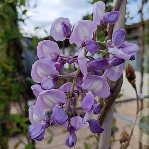 Wisteria brach. 'Iko-yama-fuji' hoogstam container 190STAM dakvorm