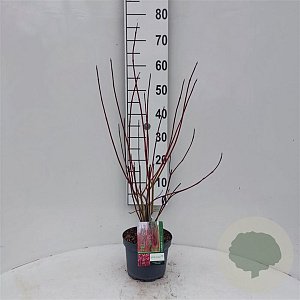 Cornus alba Baton Rouge 30-40 cm 3,0L