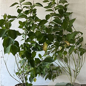 Cornus alba 'Sibirica' 80-100 cm 7,5L