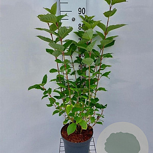 Cornus alba 'Sibirica' 80-100 cm 7,5L